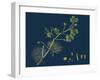 Rhamnus Frangula; Berry-Bearing Alder-null-Framed Giclee Print