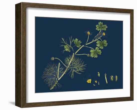 Rhamnus Frangula; Berry-Bearing Alder-null-Framed Premium Giclee Print