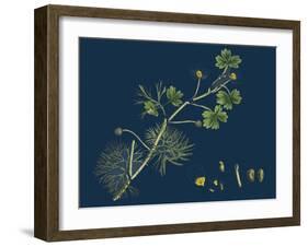 Rhamnus Frangula; Berry-Bearing Alder-null-Framed Premium Giclee Print