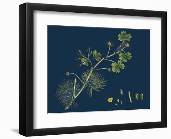 Rhamnus Frangula; Berry-Bearing Alder-null-Framed Premium Giclee Print