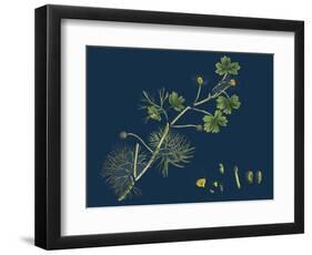 Rhamnus Frangula; Berry-Bearing Alder-null-Framed Premium Giclee Print