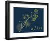 Rhamnus Frangula; Berry-Bearing Alder-null-Framed Premium Giclee Print