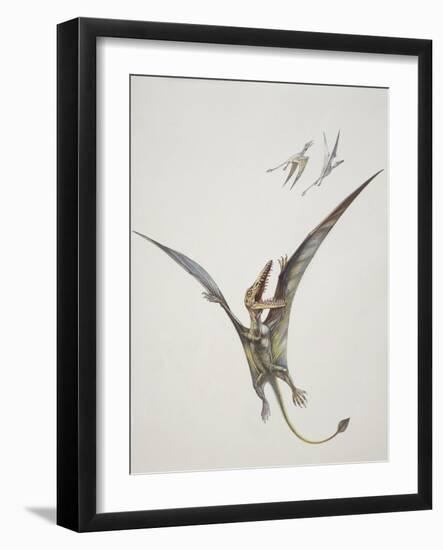 Rhamphorhynchoid, Jurassic Period-null-Framed Giclee Print