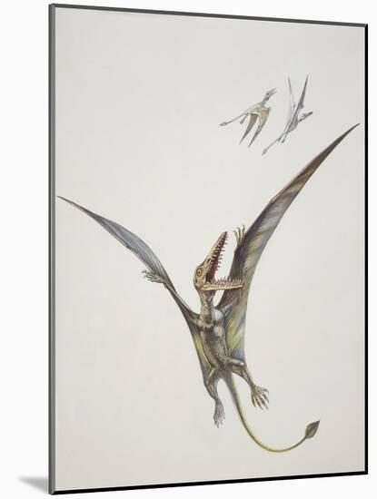 Rhamphorhynchoid, Jurassic Period-null-Mounted Giclee Print