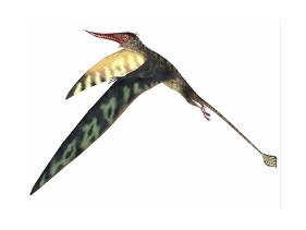 rhamphorhynchus pterosaur
