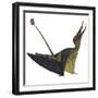 Rhamphorhynchus Pterosaur-Stocktrek Images-Framed Art Print