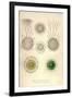 Rhaphidoccus Acufer, Cladococcus, C. Viminalis, C. Cervicornis-Ernst Haeckel-Framed Art Print