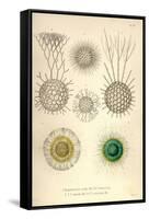 Rhaphidoccus Acufer, Cladococcus, C. Viminalis, C. Cervicornis-Ernst Haeckel-Framed Stretched Canvas