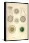 Rhaphidoccus Acufer, Cladococcus, C. Viminalis, C. Cervicornis-Ernst Haeckel-Framed Stretched Canvas