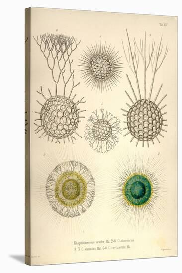 Rhaphidoccus Acufer, Cladococcus, C. Viminalis, C. Cervicornis-Ernst Haeckel-Stretched Canvas