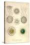 Rhaphidoccus Acufer, Cladococcus, C. Viminalis, C. Cervicornis-Ernst Haeckel-Stretched Canvas