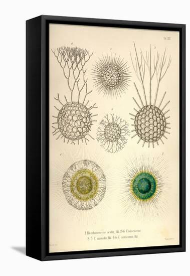 Rhaphidoccus Acufer, Cladococcus, C. Viminalis, C. Cervicornis-Ernst Haeckel-Framed Stretched Canvas