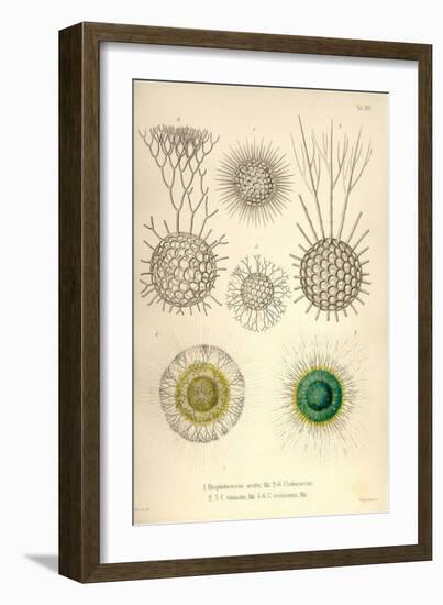 Rhaphidoccus Acufer, Cladococcus, C. Viminalis, C. Cervicornis-Ernst Haeckel-Framed Art Print