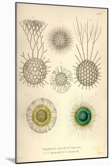 Rhaphidoccus Acufer, Cladococcus, C. Viminalis, C. Cervicornis-Ernst Haeckel-Mounted Art Print
