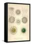 Rhaphidoccus Acufer, Cladococcus, C. Viminalis, C. Cervicornis-Ernst Haeckel-Framed Stretched Canvas