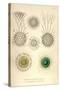 Rhaphidoccus Acufer, Cladococcus, C. Viminalis, C. Cervicornis-Ernst Haeckel-Stretched Canvas