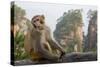 Rhesus Macaque, Hallelujah Mountains, Wulingyuan District, China-Darrell Gulin-Stretched Canvas