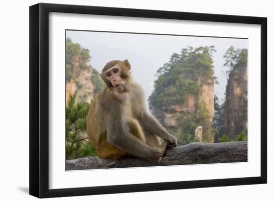 Rhesus Macaque, Hallelujah Mountains, Wulingyuan District, China-Darrell Gulin-Framed Photographic Print