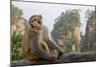 Rhesus Macaque, Hallelujah Mountains, Wulingyuan District, China-Darrell Gulin-Mounted Photographic Print