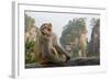 Rhesus Macaque, Hallelujah Mountains, Wulingyuan District, China-Darrell Gulin-Framed Photographic Print