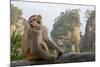 Rhesus Macaque, Hallelujah Mountains, Wulingyuan District, China-Darrell Gulin-Mounted Photographic Print