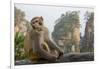 Rhesus Macaque, Hallelujah Mountains, Wulingyuan District, China-Darrell Gulin-Framed Photographic Print