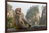 Rhesus Macaque, Hallelujah Mountains, Wulingyuan District, China-Darrell Gulin-Framed Photographic Print