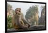 Rhesus Macaque, Hallelujah Mountains, Wulingyuan District, China-Darrell Gulin-Framed Photographic Print