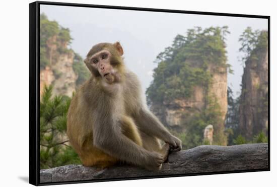 Rhesus Macaque, Hallelujah Mountains, Wulingyuan District, China-Darrell Gulin-Framed Stretched Canvas