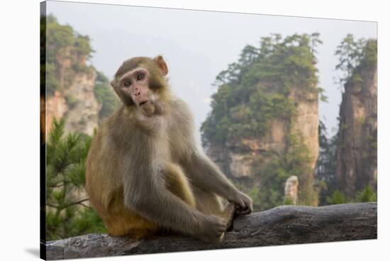 Rhesus Macaque, Hallelujah Mountains, Wulingyuan District, China-Darrell Gulin-Stretched Canvas