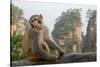 Rhesus Macaque, Hallelujah Mountains, Wulingyuan District, China-Darrell Gulin-Stretched Canvas