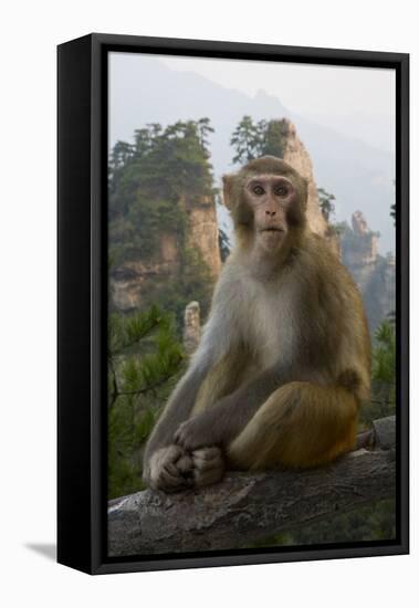 Rhesus Macaque, Hallelujah Mountains, Wulingyuan District, China-Darrell Gulin-Framed Stretched Canvas