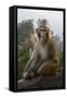 Rhesus Macaque, Hallelujah Mountains, Wulingyuan District, China-Darrell Gulin-Framed Stretched Canvas