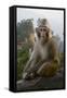 Rhesus Macaque, Hallelujah Mountains, Wulingyuan District, China-Darrell Gulin-Framed Stretched Canvas