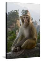 Rhesus Macaque, Hallelujah Mountains, Wulingyuan District, China-Darrell Gulin-Stretched Canvas