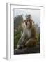 Rhesus Macaque, Hallelujah Mountains, Wulingyuan District, China-Darrell Gulin-Framed Photographic Print