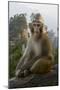 Rhesus Macaque, Hallelujah Mountains, Wulingyuan District, China-Darrell Gulin-Mounted Photographic Print
