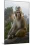 Rhesus Macaque, Hallelujah Mountains, Wulingyuan District, China-Darrell Gulin-Mounted Photographic Print