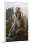 Rhesus Macaque, Hallelujah Mountains, Wulingyuan District, China-Darrell Gulin-Framed Premium Photographic Print