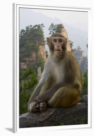 Rhesus Macaque, Hallelujah Mountains, Wulingyuan District, China-Darrell Gulin-Framed Premium Photographic Print