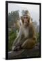 Rhesus Macaque, Hallelujah Mountains, Wulingyuan District, China-Darrell Gulin-Framed Premium Photographic Print