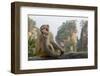 Rhesus Macaque, Hallelujah Mountains, Wulingyuan District, China-Darrell Gulin-Framed Photographic Print