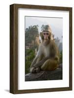 Rhesus Macaque, Hallelujah Mountains, Wulingyuan District, China-Darrell Gulin-Framed Photographic Print