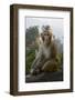 Rhesus Macaque, Hallelujah Mountains, Wulingyuan District, China-Darrell Gulin-Framed Photographic Print