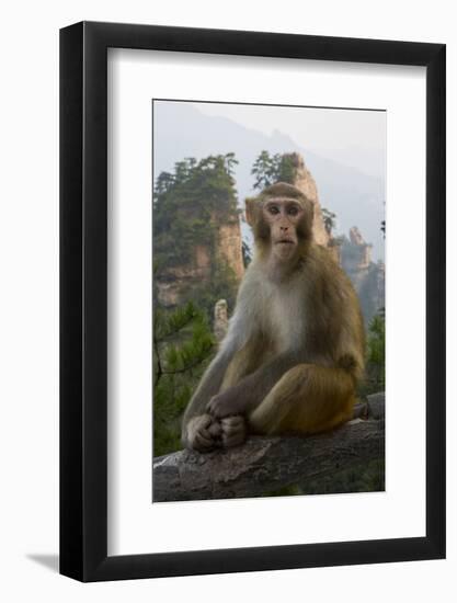 Rhesus Macaque, Hallelujah Mountains, Wulingyuan District, China-Darrell Gulin-Framed Photographic Print
