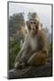 Rhesus Macaque, Hallelujah Mountains, Wulingyuan District, China-Darrell Gulin-Mounted Photographic Print