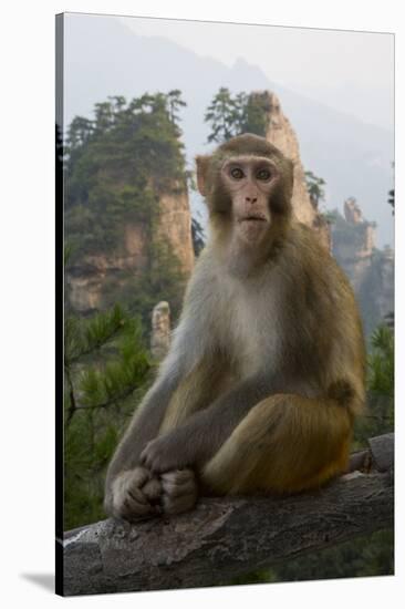 Rhesus Macaque, Hallelujah Mountains, Wulingyuan District, China-Darrell Gulin-Stretched Canvas