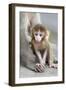 Rhesus Macaque (Macaca mulatta) baby, sitting beside mother, Jaipur City, Rajasthan-Andrew Forsyth-Framed Photographic Print