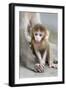 Rhesus Macaque (Macaca mulatta) baby, sitting beside mother, Jaipur City, Rajasthan-Andrew Forsyth-Framed Photographic Print