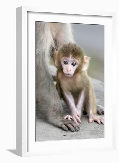 Rhesus Macaque (Macaca mulatta) baby, sitting beside mother, Jaipur City, Rajasthan-Andrew Forsyth-Framed Photographic Print